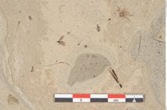 Foto (Detailansicht) von Ulmus scabra Miller (NHMW-GEO-2024-0188-15011)